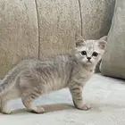 سكوتش سلفر