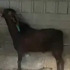 فحل السن جامع شبب مشروط