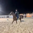 عسف وترويض الخيل