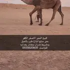 للبيع البعير الكفو
