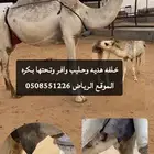 خلفات وضرايب وبكار وقعدان فحول
