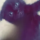 كيتن انثى للبيع سكوتش فولد