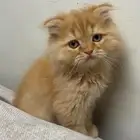 قط سكوتش مهجن شيرازي