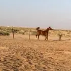 مهر شعبي
