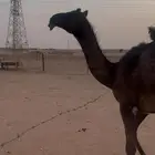بكره مفروده مجهم للبيع