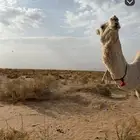 جمل أوضح ساسه طيب وإنتاجه أطيب