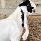 فحل جذع مطور ماعز ومعرف