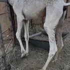 للبيع القعدان الجبره المغلقه