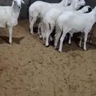 سواكن مرابي