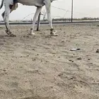 بعير اوضح للبيع مشروط ضراب وعشار