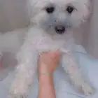 كلب بودل للبيع انثى لعوبه
