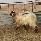 تيس فحل