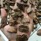 عود مروكي آصقون تربل سوبر طبيعي لقطه