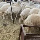 ضان للبيع