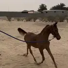 مهر واهو مصري بيور حفيد ابطال