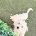 حيونات ليفه