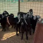 تيوس