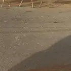 للبيع الخفوت الكفو