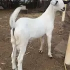 مشروع فحل بيشي صنف