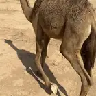 للبيع بكره عمرها 4اشهر