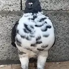 (( تم البيع الله يبارك لراعيه)) للبيع نثيه مودينا فل بوت