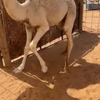 للبيع قعود عمره 8اشهور القعود زبده فل شحم