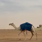 ناقه وضحا ضريبه