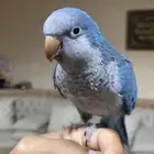 للبيع كويكر متكلم واليف