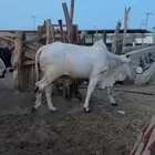 عجول برازيلي