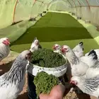 علف ازولا المجاني للدجاج والغنم والمواشي