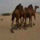 ابل سواحل لقحات من 10