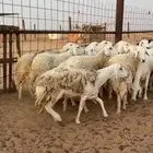 مراح غنم حريات دفيع
