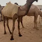بكرة صفراء كفو