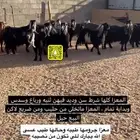 معزا مراح كلها شرط سن وديد
