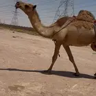 عشراء صفراء تحتها قعود ( تم البيع )