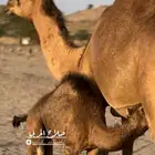 خلفه ساحليه