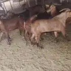 تيوس بلدي