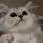 قطط سكوتش للبيع