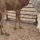 حشو علي حليب