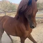 حصان شعبي