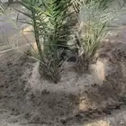 نخل منوع للبيع اطوال مختلفه