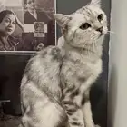 قط أليف فخم وذكر
