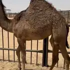 قعدان وبكار للبيع كفو فل مغلقه للبيع التواصل اتصال