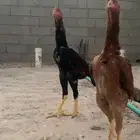 دجاج باكستاني