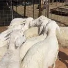 بهم حريات نظيف وبري