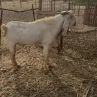 تيس للبيع الموقع الليث