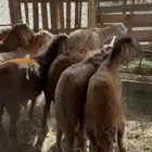 سواكن جذعان مرابي 3 شهور