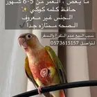 كنيور للبيع - تبوك - حقل - جميع المعلومات في الصوره