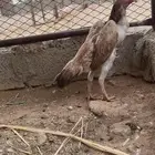 شامو ياباني