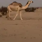 ضروبه سنها ثنيه طيبه